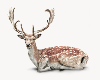 Deer isolated on white, animal | Free Photo - rawpixel Deer isolated on white, animal | Free Photo - rawpixel