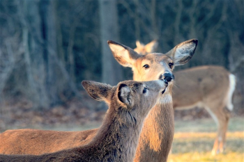 Deer Kissing Each Other Deer Kissing Each Other
