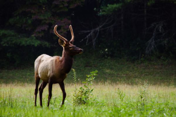 deer near forest deer near forest