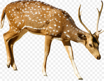 Deer, Roe Deer, Antler, Reindeer PNG Deer, Roe Deer, Antler, Reindeer PNG