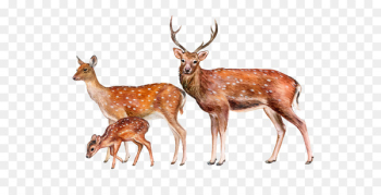 Deer Royalty-free Illustration Image Stock photography - deer 