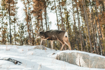 Deer Walking Through Snow Deer Walking Through Snow
