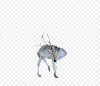 Deer Watercolor painting Drawing Art - Watercolor deer fresh material 