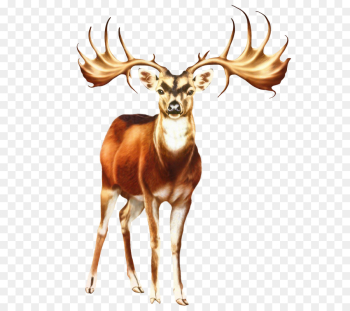 Deer, Whitetailed Deer, Reindeer, Vertebrate, Mammal PNG