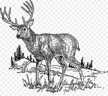 Deer, Whitetailed Deer, Reindeer, Vertebrate, Mammal PNG Deer, Whitetailed Deer, Reindeer, Vertebrate, Mammal PNG
