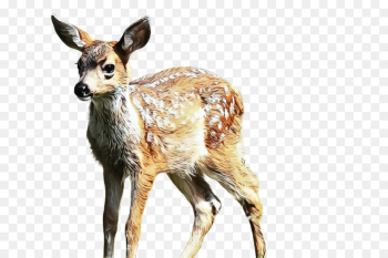 deer wildlife roe deer terrestrial animal musk deer deer wildlife roe deer terrestrial animal musk deer