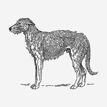 Deerhound dog hand drawn illustration. | Free Photo - rawpixel