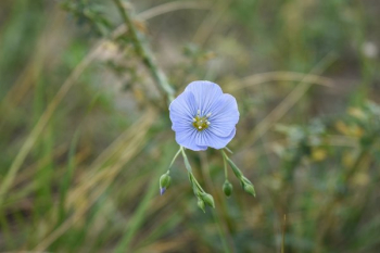 Delicate Blue Wildflower