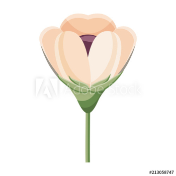 delicate decorative natural ornate flower delicate decorative natural ornate flower