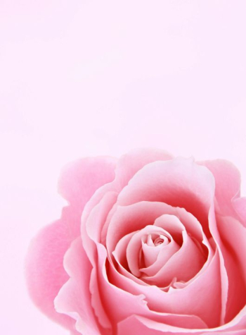 Delicate Pink Rose on Soft Pink Background