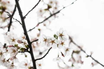Delicate Tree Blossoms Delicate Tree Blossoms