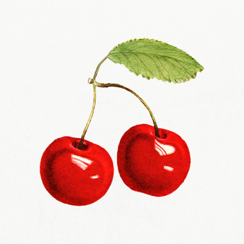 Delicious red cherries illustration. Digitally enhanced illustration f.. | Free public domain illustration - 2297988