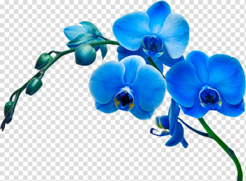 Dendrobium Orchids Flowering plant Vanda coerulea, flower transparent background PNG clipart