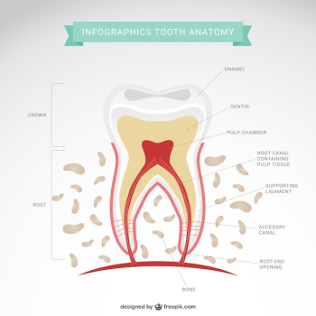 Dentist infographic Dentist infographic