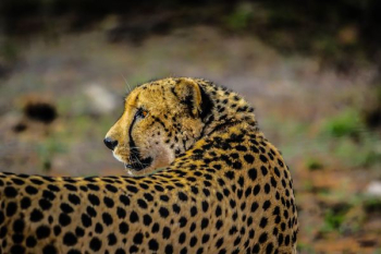 dept of field photography of cheetah dept of field photography of cheetah
