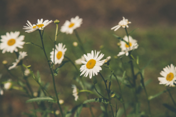 Depth Field Photography of White Petaled Flowers Depth Field Photography of White Petaled Flowers