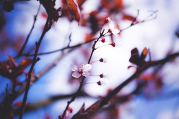 depth of field of white petaled flower depth of field of white petaled flower