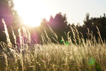 depth of field photo of grass field depth of field photo of grass field