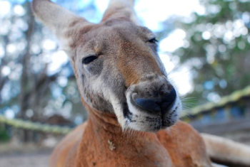 depth of field photograph of kangaroo depth of field photograph of kangaroo