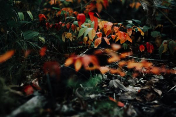 depth of field photograph of leaves depth of field photograph of leaves