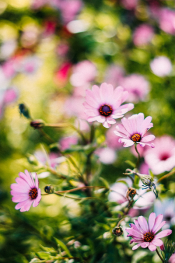 Depth of Field Photograph of Pink Petaled Flowers Depth of Field Photograph of Pink Petaled Flowers