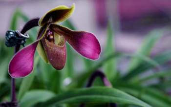 Depth Of Field Photograph Of Purple Orchid Depth Of Field Photograph Of Purple Orchid