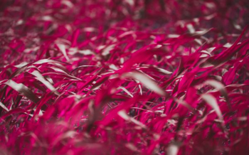 depth of field photograph of red petaled flowers depth of field photograph of red petaled flowers