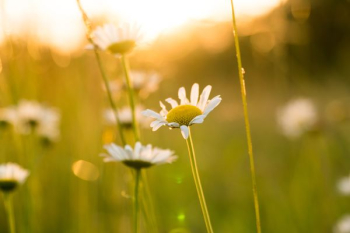 depth of field photography of daisy depth of field photography of daisy