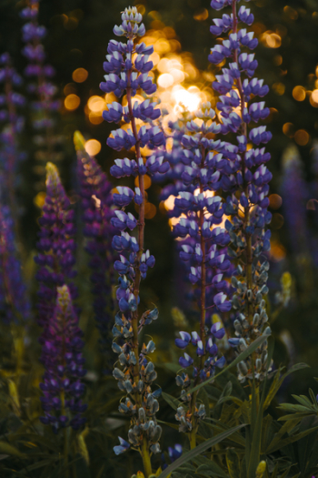 Depth of Field Photography of Grape Hyacinth Depth of Field Photography of Grape Hyacinth
