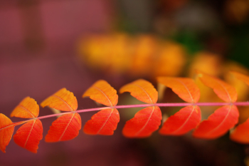 Depth of Field Photography of Orange Double Compound Leaf