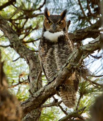depth of field photography of owl on tree branch depth of field photography of owl on tree branch