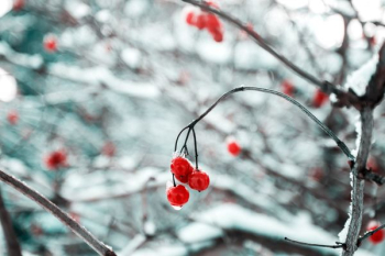 depth of field photography of red cherry fruits depth of field photography of red cherry fruits