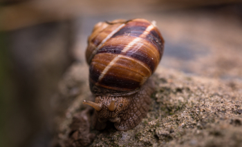 Depth of Field Photography Of Snail Depth of Field Photography Of Snail