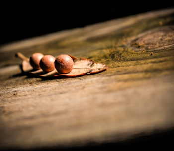 depth of field photography of three round fruits depth of field photography of three round fruits