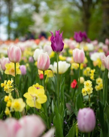 Depth of Field Photography of Tulip Flowers Depth of Field Photography of Tulip Flowers