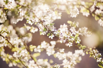 depth of field photography of white petaled flowers depth of field photography of white petaled flowers