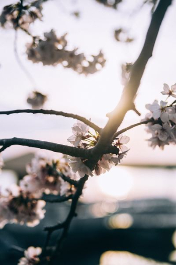 depth of field white petaled flowers depth of field white petaled flowers