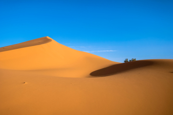 Desert Field Desert Field