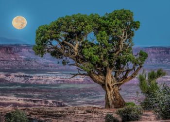 Desert Moonrise Desert Moonrise