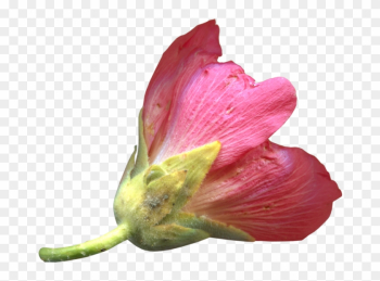 Рубрики - Desert Rose Рубрики - Desert Rose