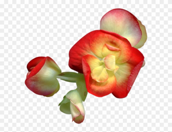 Desert Rose Desert Rose