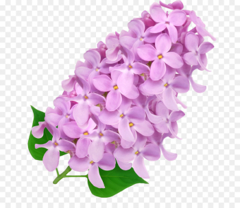 Design Flower Image Hyacinth Vector graphics - hyacinth flower 