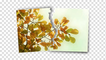 Desktop Autumn 1080p High-definition television , autumn transparent background PNG clipart