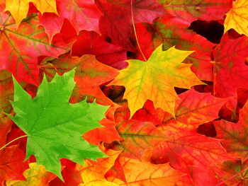 Desktop Autumn leaf color Autumn leaf color Nature, Autumn Leaves transparent background PNG clipart