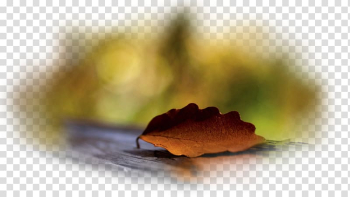 Desktop Autumn Leaf Desktop metaphor, autumn transparent background PNG clipart Desktop Autumn Leaf Desktop metaphor, autumn transparent background PNG clipart