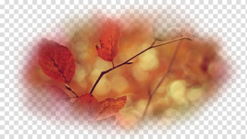 Desktop Desktop metaphor Branch Computer Leaf, Computer transparent background PNG clipart