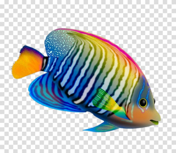 Desktop Fish Live Computer, Color fish transparent background PNG clipart Desktop Fish Live Computer, Color fish transparent background PNG clipart