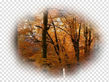 Desktop Forest High-definition television Desktop metaphor , forest transparent background PNG clipart