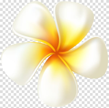 Desktop , plumeria transparent background PNG clipart Desktop , plumeria transparent background PNG clipart