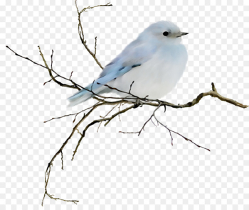 Desktop Wallpaper Bluebirds Image -  